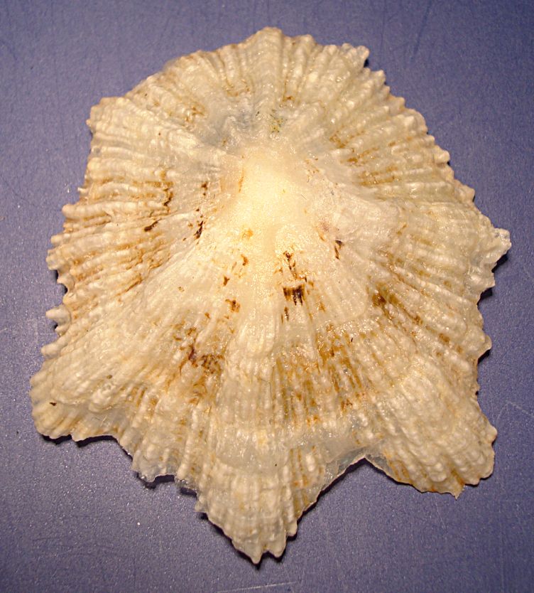 Patella da identificare